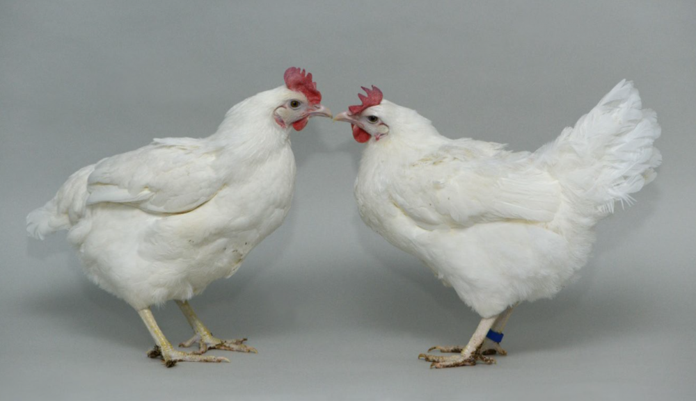 Chickens from the paper CROP