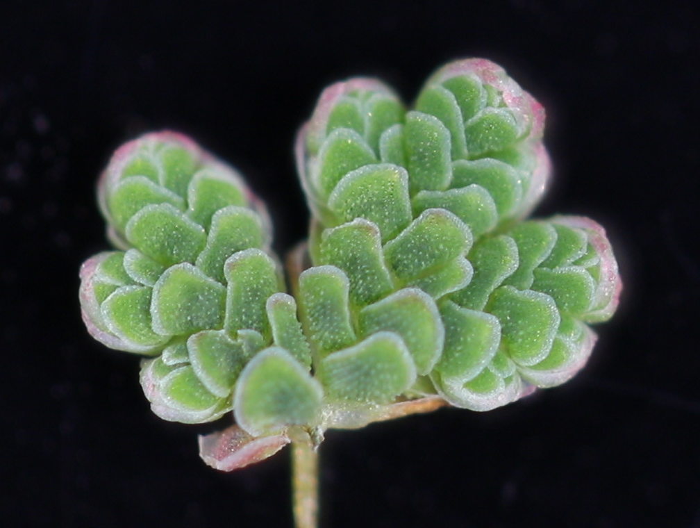 Micro lens 1 Zishan Sannie Fu at Edinburgh Plant Growth Facility