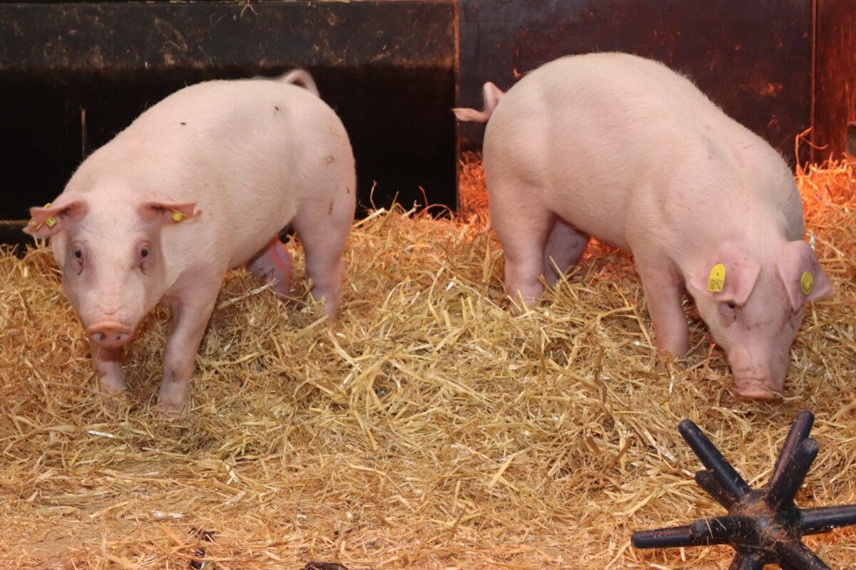 Pestivirus pigs credit Roslin