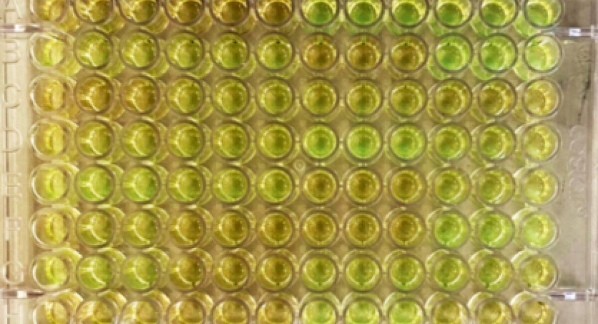 IBD Sense Image Header