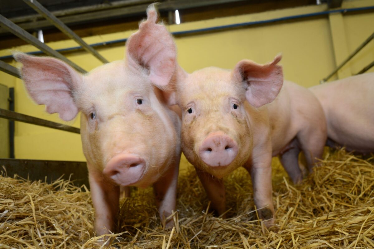 PRRS resistant pigs developed at the Roslin Institute CREDIT Roslin Institute