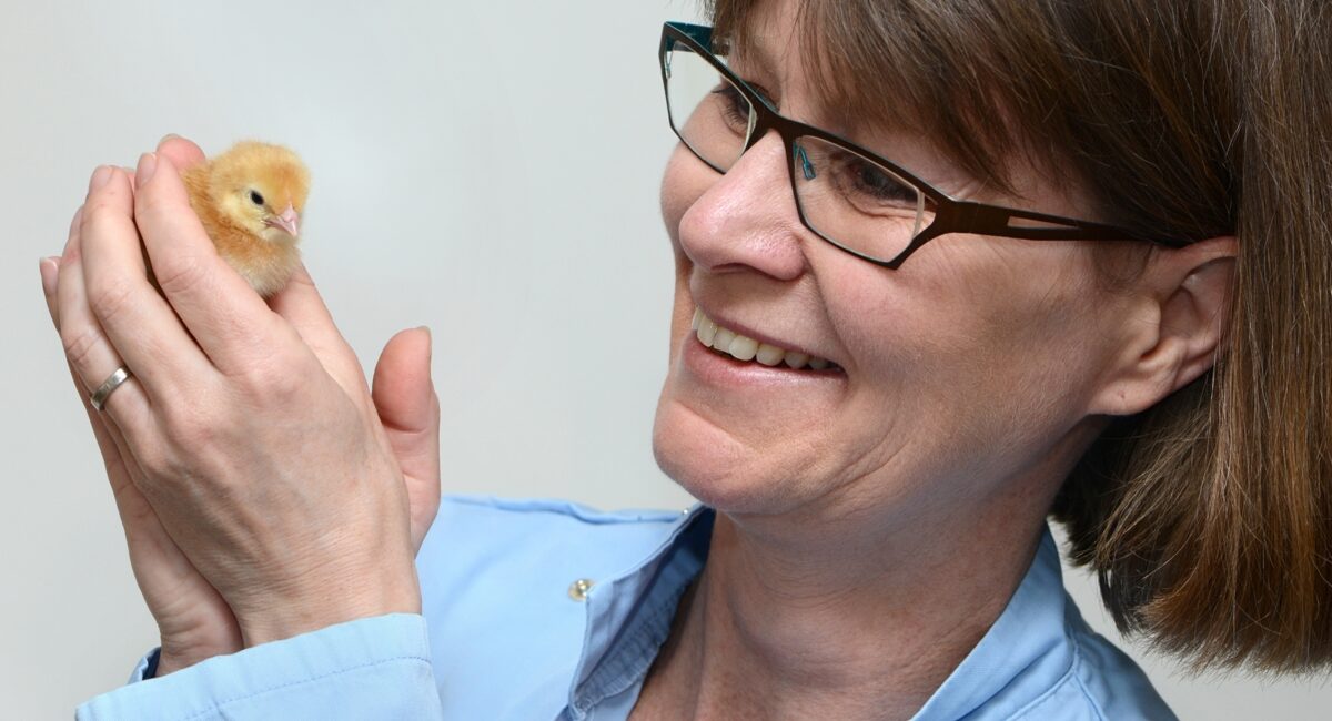 Professor Lonneke Vervelde and Chick Header Image