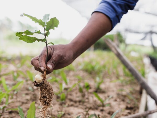 planting trees vitor monthay unsplash