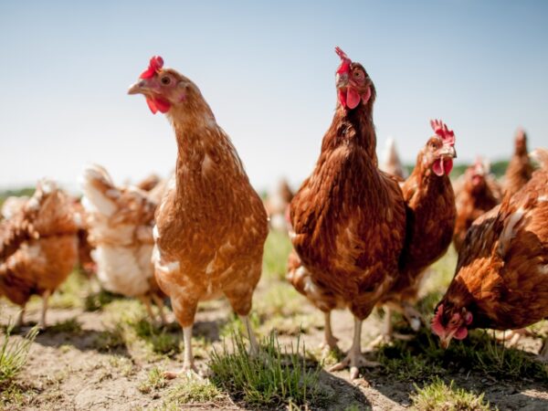 23 NEWS18 Chicken gene edit header