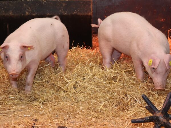 Pestivirus pigs credit Roslin