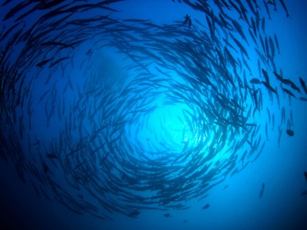 Adobe Stock 241087318 Richard Carey web jpeg