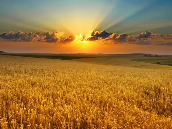 Adobe Stock 8765061 Mykola Velychko Web