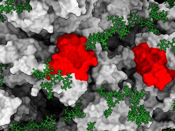 Nick Gilbert Bench to Bedside Header