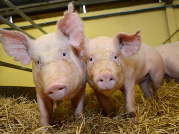 PRRS resistant pigs developed at the Roslin Institute CREDIT Roslin Institute