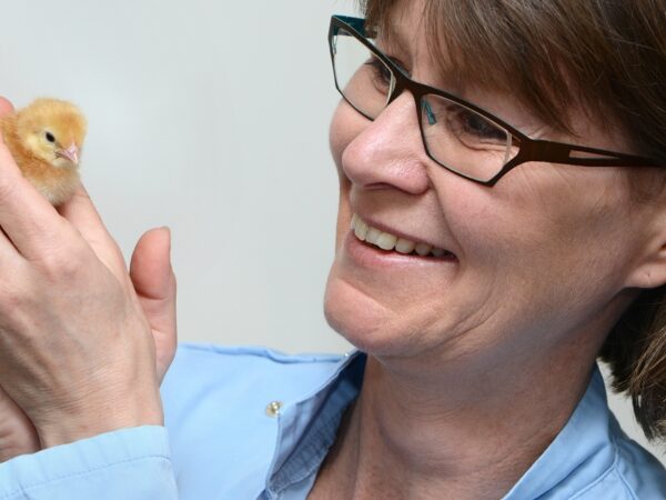 Professor Lonneke Vervelde and Chick Header Image
