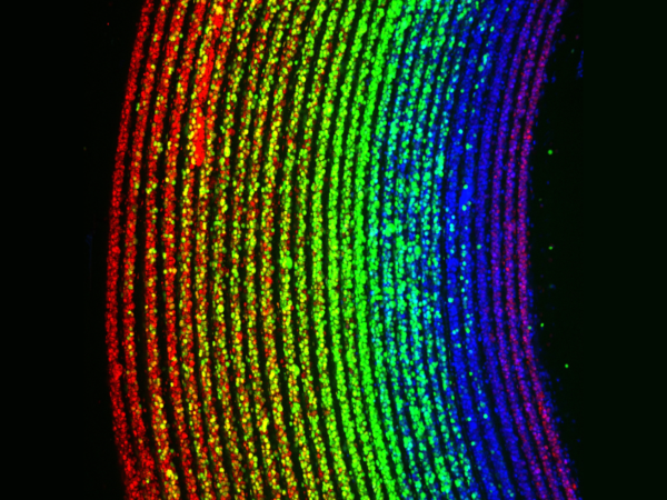 RIFLE Cellular rainbow landscape JC v2