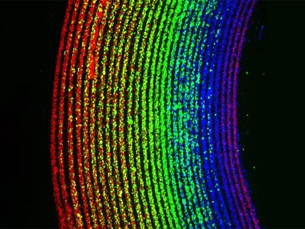TEC071123 NCD RIFLE Rainbow Web header