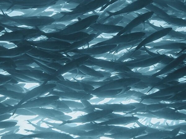 Mikhail preobrazhenskiy 9k S Zdp If Fo unsplash crop 1 800x400