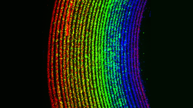 RIFLE Cellular rainbow landscape JC v2